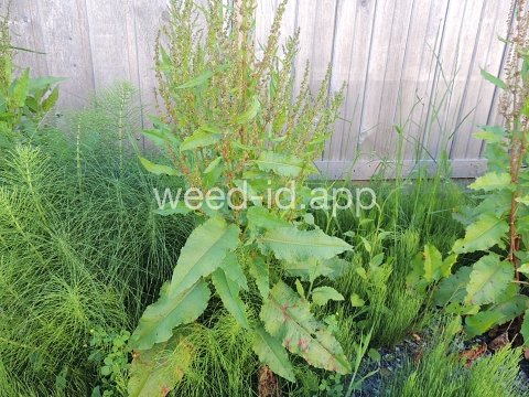 dock, broadleaf
